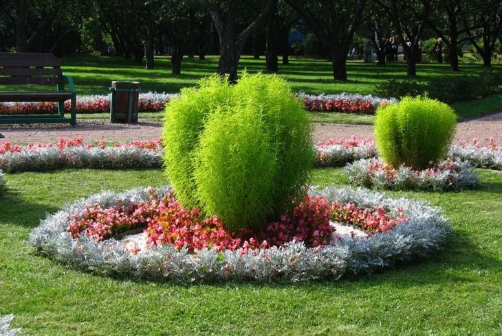 Кохия в ландшафтном дизайне