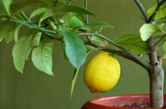 Болезни лимона